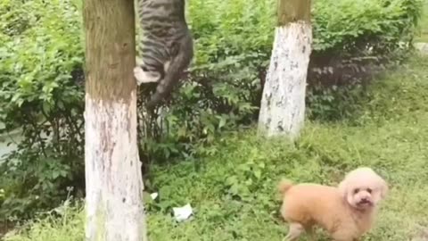Funny Cute Animal 2023 😂 Funny Cats and Lovely Dogs 🐱🐶 | Funny Pets Videos #30