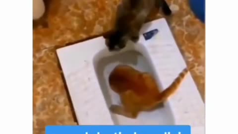 Funny 🐈 cat comedy videos