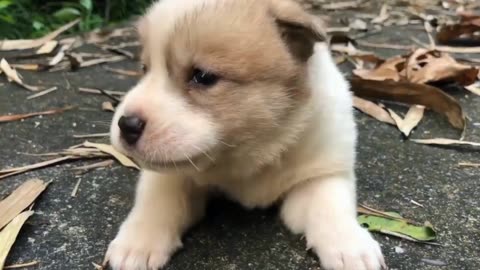 Puppy crying sound