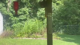 Deer and Hummingbird