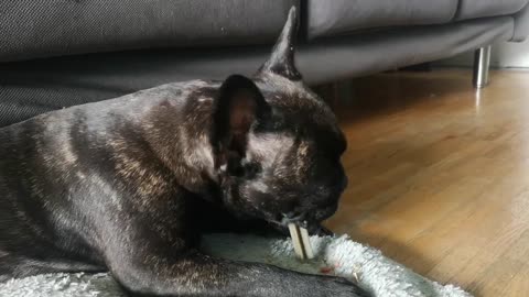 French Bulldog eating 😂