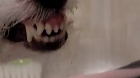 jack Russell Terrier knows how to brush her teeth