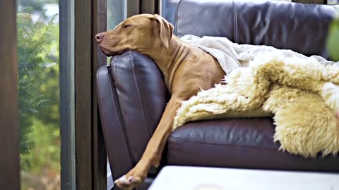 Dog laying down on the couch