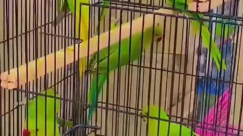 Green ringneck parots