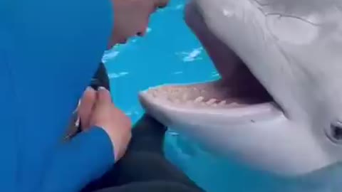 dolphin fish🐠🐋🐟🐠🐋🐟🐠🐋🐟 video