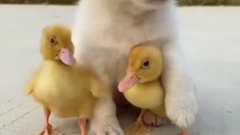 Cute puppy playing with duck baby.