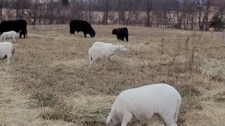 A Fence Jumping Ewe and A Bale Unroller Experiment