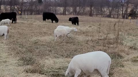 A Fence Jumping Ewe and A Bale Unroller Experiment