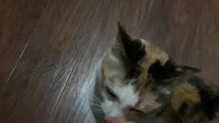 Cat Loves Head Rubs