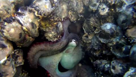 Octopus attack on the camera - HD video - 2