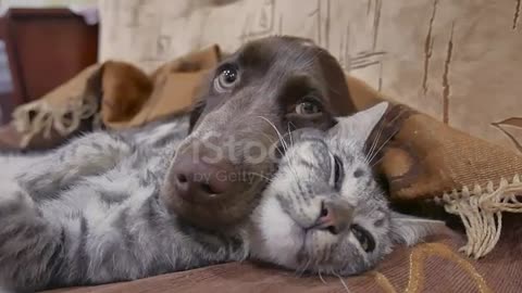 Cute cat and dog friendship