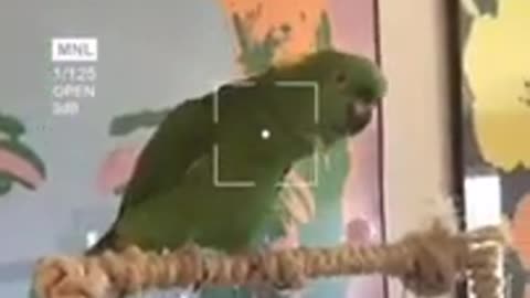 Funny Parrots talking Dancing & singing │Video Compilation