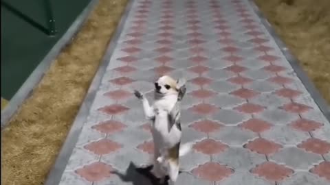 Dog trying walk like a human so funny