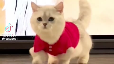 Funny Cat Video