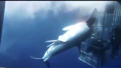 The shark tried to break through the divers' cage,d ripped, causing its death