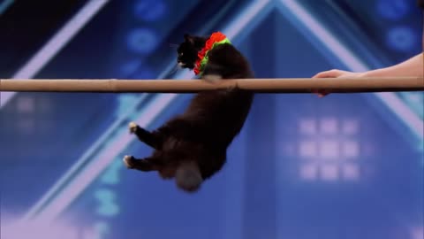 Amazing Super Trained Cats Perform Routine America's Got Talent 2018