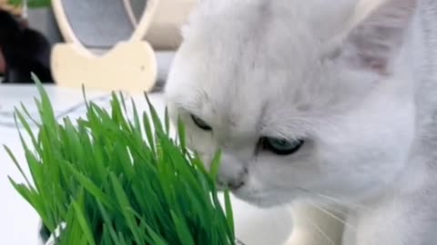 How can a cat family not have a pot of catgrass?