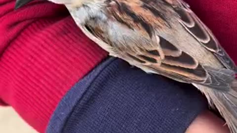 Beautiful bird 🐦 trending video