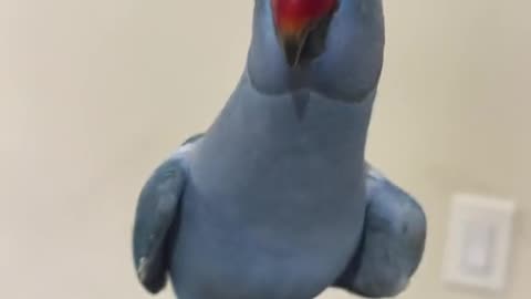 whistle whistle#parrot #indianringneck funny animal video 2024