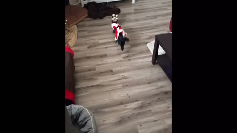 Dog auditions to pull Santa's sleigh, instantly fails