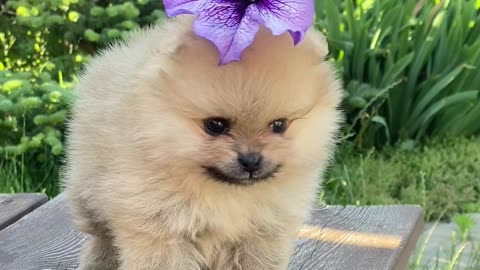 A Cute Dog on Top of a Wooden Table