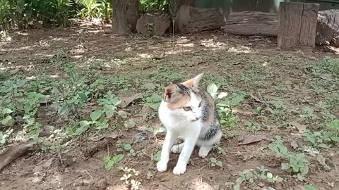 Cat,cats Video,cat funny, cat stray, cat comedy, Funny animals