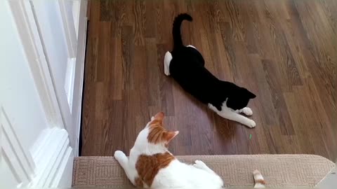 Cats vs Laser Pointer