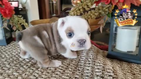 Rare English Bulldog Puppy