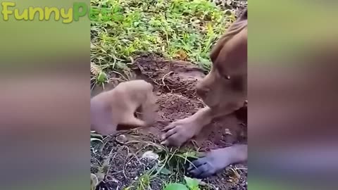 best funniest animal videos 2023 😂 funniest cats and dogs