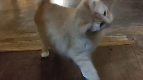 dancing cat