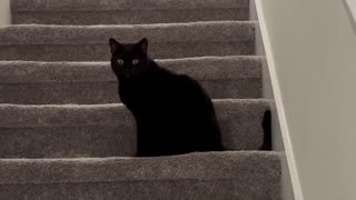 Adopting a Cat from a Shelter Vlog - Cute Precious Piper Makes a Grand Entrance on the Staircase