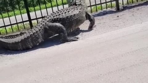 Giant alligator bends metal while forcing it's way through