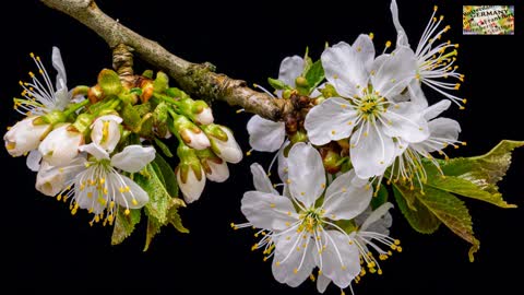 flower cherry spring