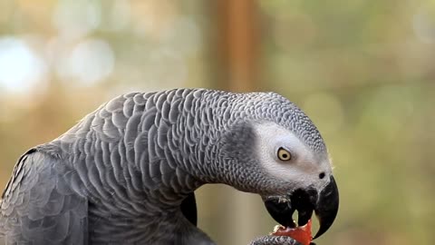 Gray parrot in nature