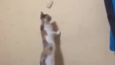 Cat trying to catch clock pendulum