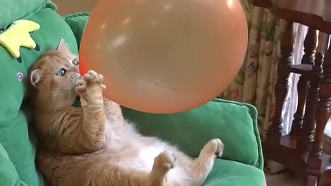 Boom,Scared me! funny_cats, cat, funny_videos