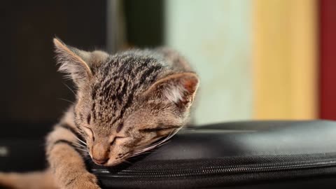 Little kitten supper sleepy..😴 funny cat videos 😍