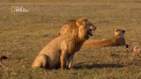 funny lion laughing video/😂😆🤣for youtube video clip copyright free