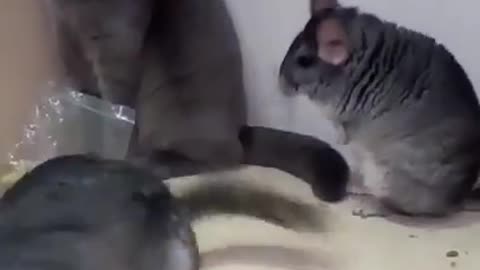 Chinchilla fighting with cats😋😋