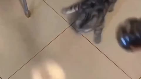 Cat funny video