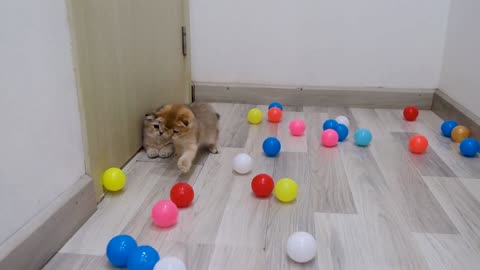 Funny cats play with 1000 colorful balls 1
