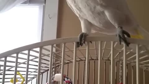 Cockatoo dancing to Shape of You