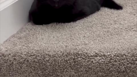 Adopting a Cat from a Shelter Vlog - Cute Precious Piper Guards the Top of the Stairs #shorts