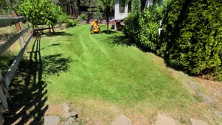 Mowing My Grandpa's Overgrown Lawn | Satisfying Yard Transformation