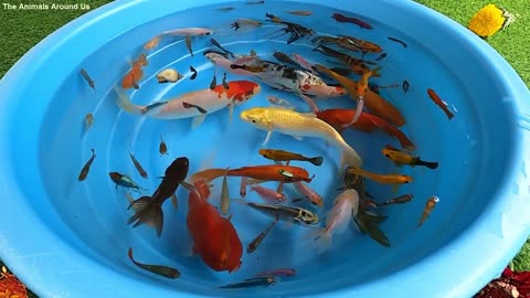 Betta Koi Pleco Snail Carp Fish Goldfish Angelfish Guppy Guppies Catfish animals Videos