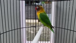 Parrot Singing in Cage