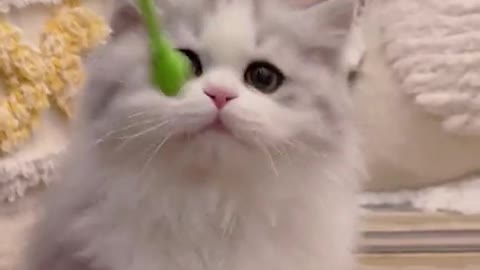 Funny Cats Compilation (Most Popular)