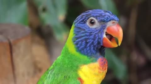 Non Copyrighted talking parrot In zoo, free for editing Purposes