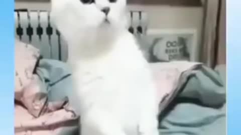 Funniest cats video