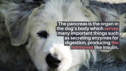 How Long Does It Take for a Dog to Recover From Pancreatitis